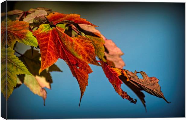  Autumn Glory Canvas Print by Colin Metcalf
