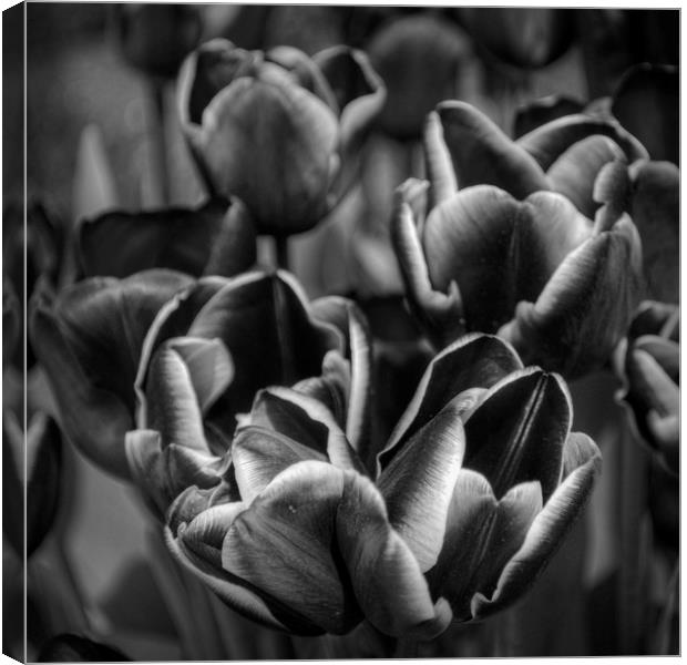 Tulips in Mono Canvas Print by Colin Metcalf