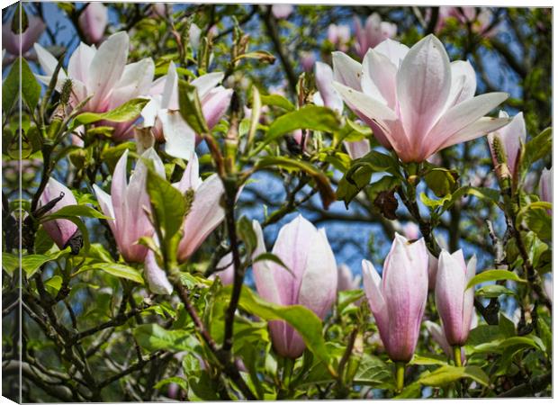 Magnolias in Spring Canvas Print by Colin Metcalf