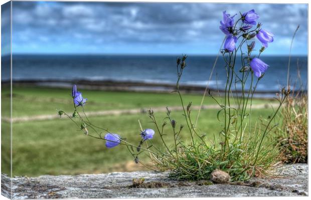 Enchanting Harebells of Lindisfarne Canvas Print by Colin Metcalf