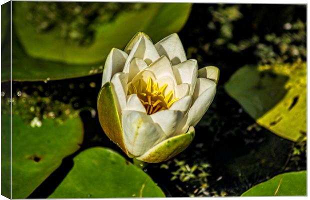 White Water Lily Canvas Print by Colin Metcalf