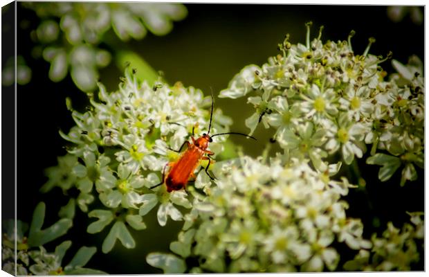 Red Soldier Beetle Canvas Print by Colin Metcalf