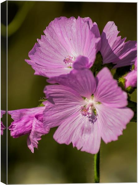 Musk Mallow Canvas Print by Colin Metcalf