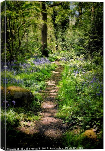 Woodland Walk Canvas Print by Colin Metcalf