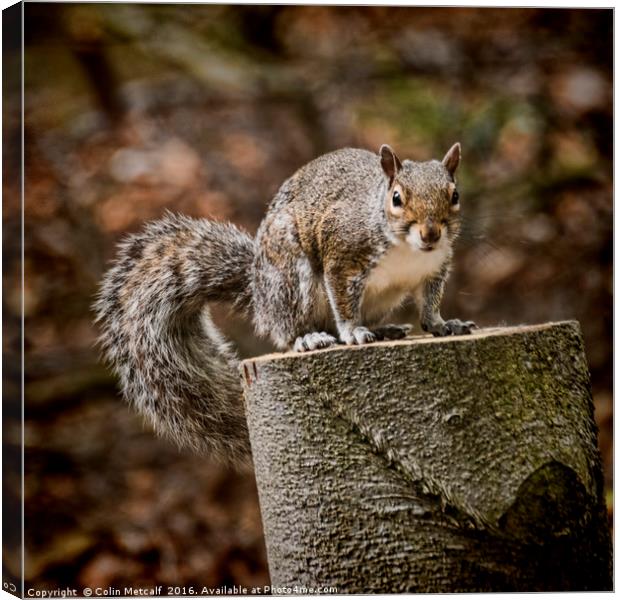 Gimme a Nut Canvas Print by Colin Metcalf