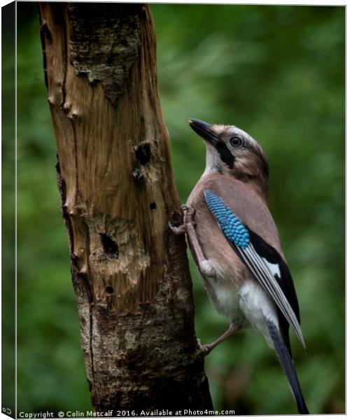 A Jay Canvas Print by Colin Metcalf