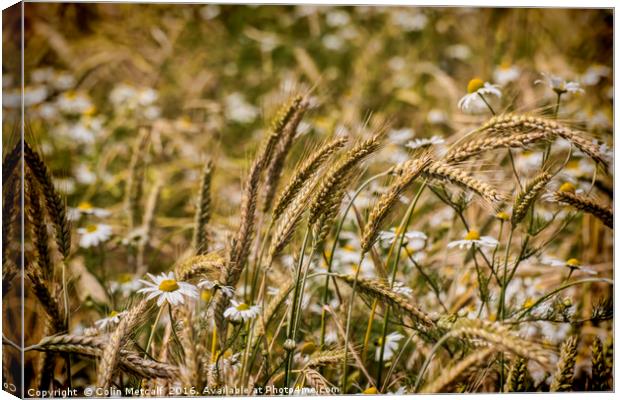 Summer Meadow Canvas Print by Colin Metcalf