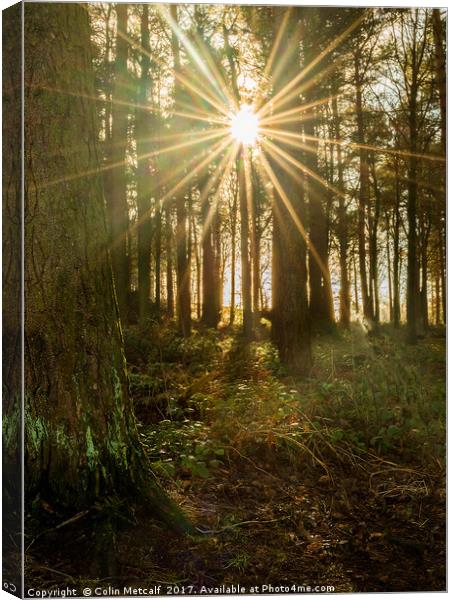 Sun Burst Canvas Print by Colin Metcalf