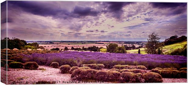 Yorkshire Lavender Panorama Canvas Print by Colin Metcalf