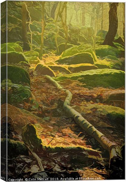 Morning Light Canvas Print by Colin Metcalf