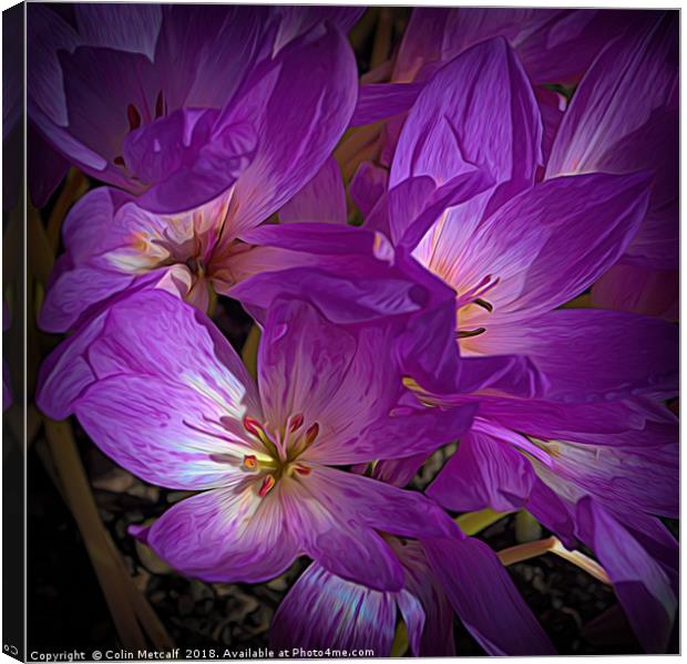 Mauve and Cream Crocuses Canvas Print by Colin Metcalf