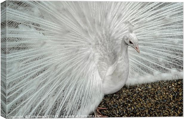 White Peacock Canvas Print by Colin Metcalf
