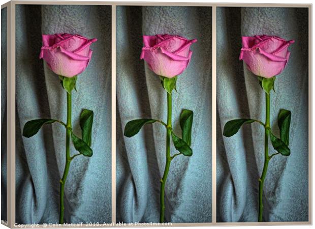 Dewed Rose Triptych Canvas Print by Colin Metcalf