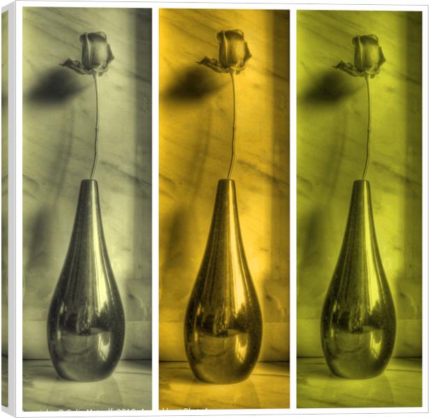 Rose Triptych in Yellow Canvas Print by Colin Metcalf