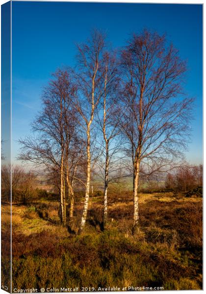 Silver Birches Canvas Print by Colin Metcalf