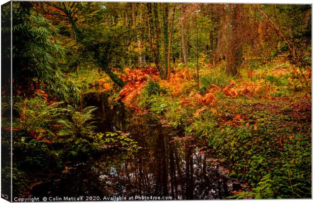 Woodland Stream in Autumn Canvas Print by Colin Metcalf