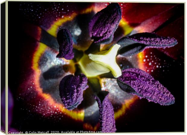 Black Tulip, Queen of Night. Canvas Print by Colin Metcalf
