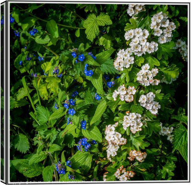 Hawthorn and Perennial Forget-Me-Nots Canvas Print by Colin Metcalf
