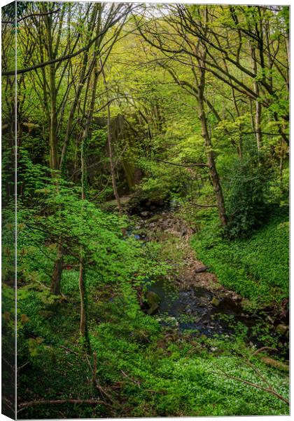 Newlay Woods Canvas Print by Colin Metcalf