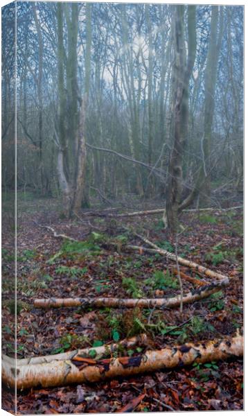 Misty Winter Woodland Canvas Print by Colin Metcalf