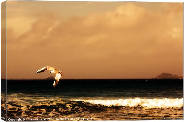 Sennen seagull Canvas Print by Linsey Williams