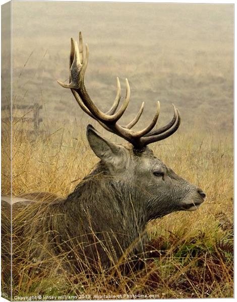 Rut over Canvas Print by Linsey Williams