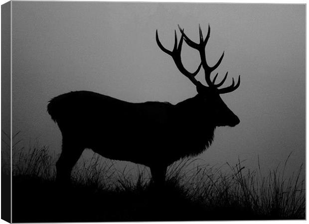 Stag silhouette Canvas Print by Linsey Williams