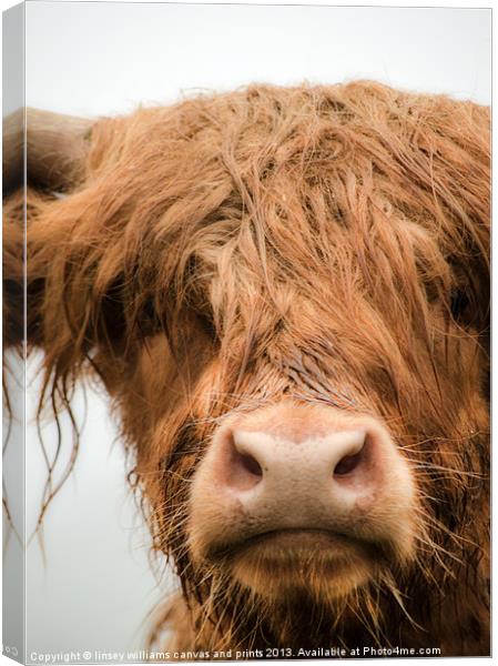 Highland Cow, Bad Hair Day Canvas Print by Linsey Williams