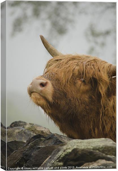 Highland Beast Canvas Print by Linsey Williams