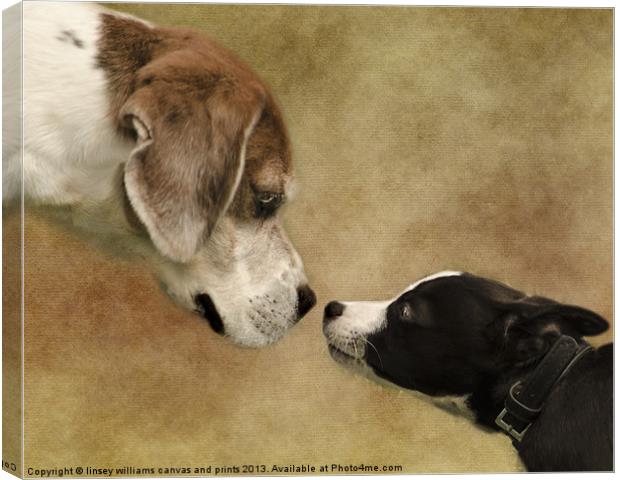 Nose To Nose Dogs Canvas Print by Linsey Williams