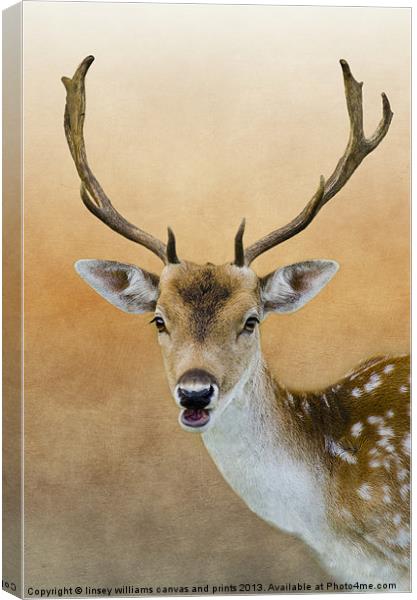 Fallow Deer Stag Canvas Print by Linsey Williams