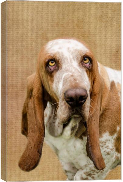 The Basset Hound Canvas Print by Linsey Williams