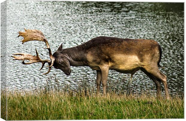 Stag Ready To Rumble Canvas Print by Linsey Williams