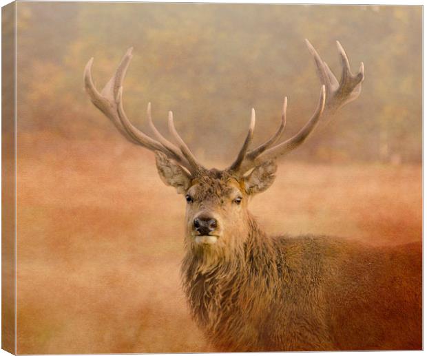Red Deer Stag  Canvas Print by Linsey Williams