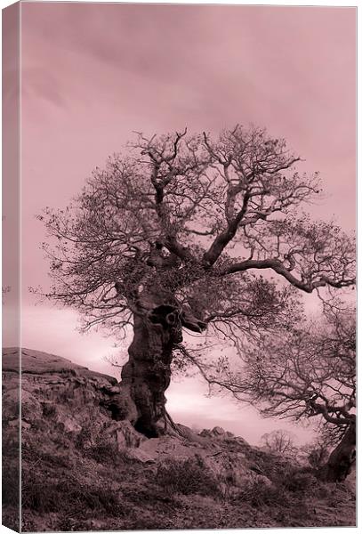 Oak On A Slope Canvas Print by Linsey Williams