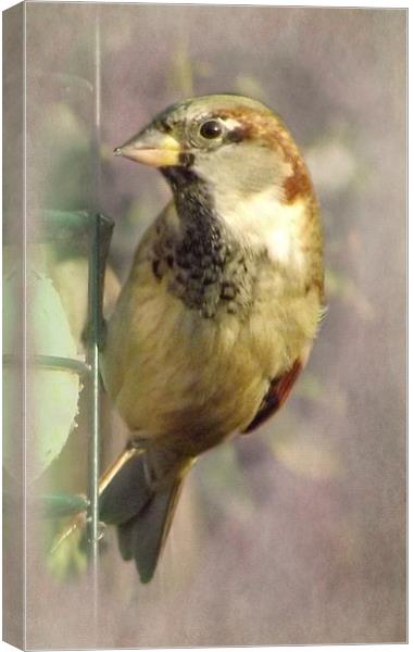 Sparrow 2 Canvas Print by Linsey Williams