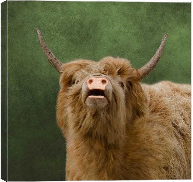 Heelan Coo Canvas Print by Linsey Williams