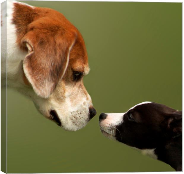 Nose To Nose Dogs 2 Canvas Print by Linsey Williams