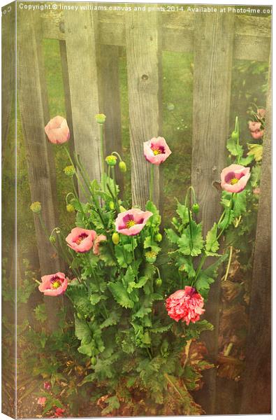 Flora, Papaver Orientale 3 Canvas Print by Linsey Williams