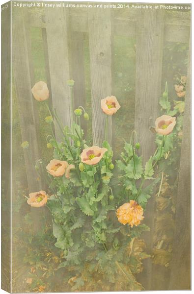 Flora, Papaver Orientale 5 Canvas Print by Linsey Williams