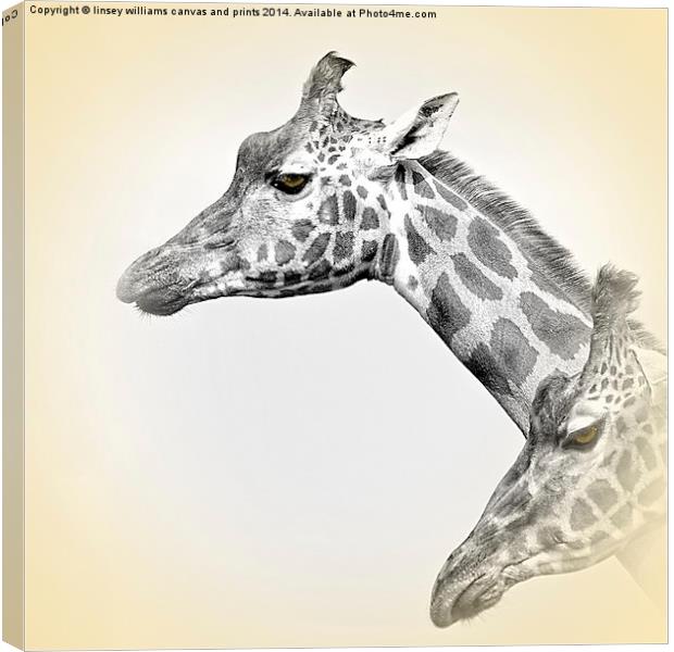  Giraffes With A Hint Of Colour Canvas Print by Linsey Williams