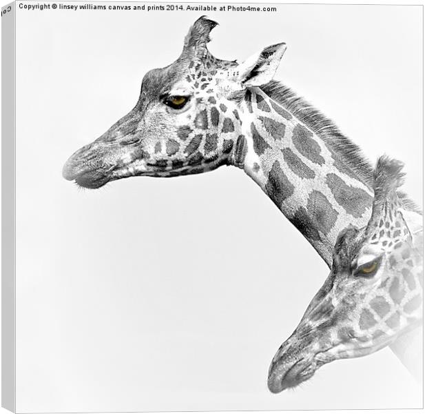  Two Giraffes Canvas Print by Linsey Williams