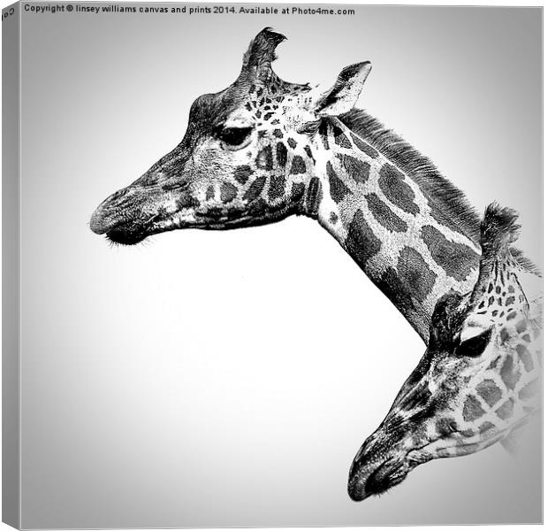  Giraffes In Black And White Canvas Print by Linsey Williams