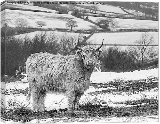  Highland Cow At Beacon Hill Leicestershire Canvas Print by Linsey Williams