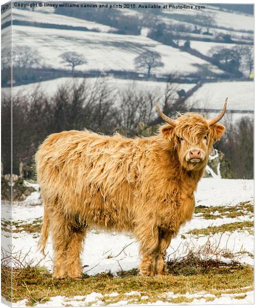  The Highland Cow Canvas Print by Linsey Williams