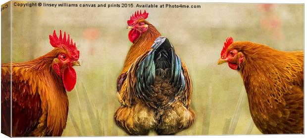 Hens. Hen Party. Look At The State Of That! Canvas Print by Linsey Williams