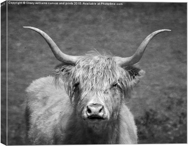  Highland cow 1 Canvas Print by Linsey Williams