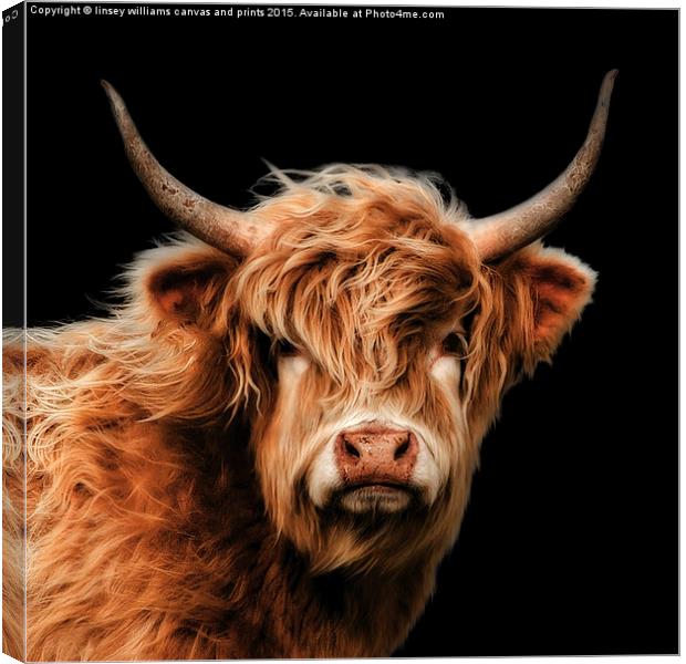 Highland Cow 2 Canvas Print by Linsey Williams