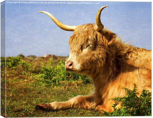 Highland Cows. Sleepy In The Sunshine With Texture Canvas Print by Linsey Williams