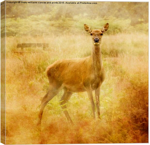 Deer Canvas Print by Linsey Williams